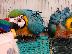 PoulaTo: όμορφο ζευγάρι παπαγάλων μπλε και χρυσού παπαγάλου...